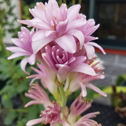 Pink Tuberose Flower  Seeds