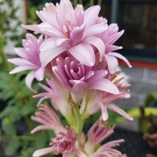 Pink Tuberose Flower  Seeds