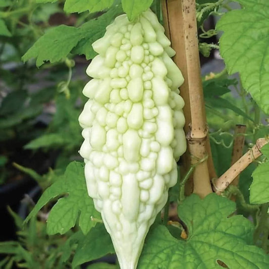 White Bitter Melon Seeds for Planting – Heirloom, Non-GMO, Tropical Vegetable, Easy to Grow