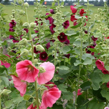 Hollyhock Indian Spring Flower Seeds