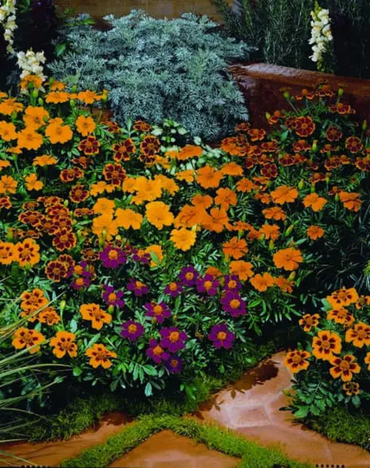 French Marigold 'Disco Mix' – Colorful & Vibrant Garden Flower Blend