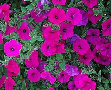 Pink Trailing Petunia Flower seeds for Planting - Hardy Variety, Heirloom & GMO Free Seeds for Home Garden
 
 Sale for planting in home garden.