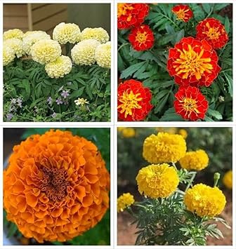 Green Marigold Flower seeds for Planting - Vibrant Colors, Heirloom & GMO Free Seeds for Home Garden
 
 Sale for planting in home garden