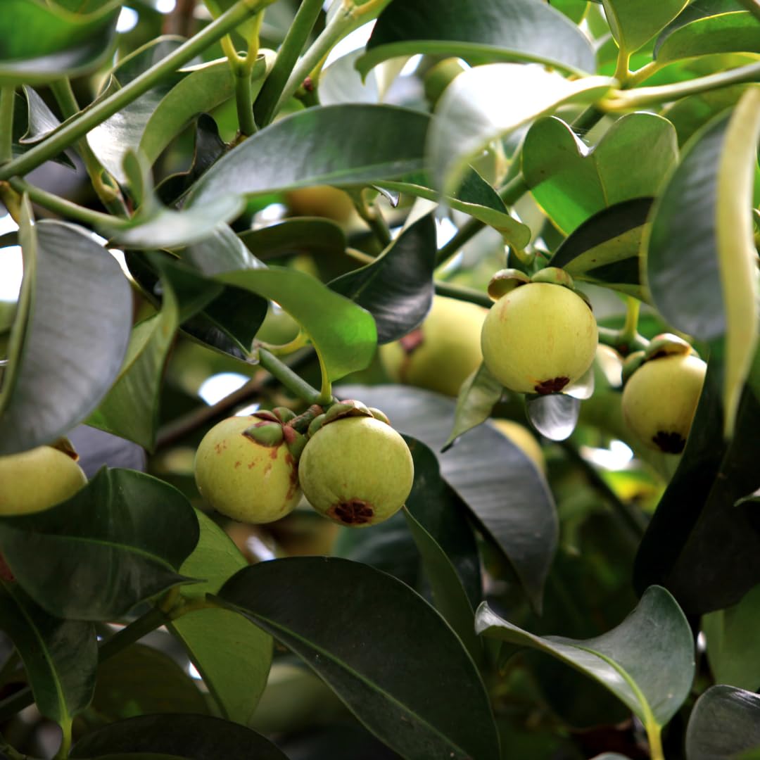 Mangosteen Fruit Seeds