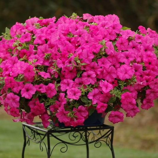 Pink Petunia Flower seeds for Planting - Seasonal Bloomer, Heirloom & GMO Free Seeds for Home Garden
 
 Sale for planting in home garden.