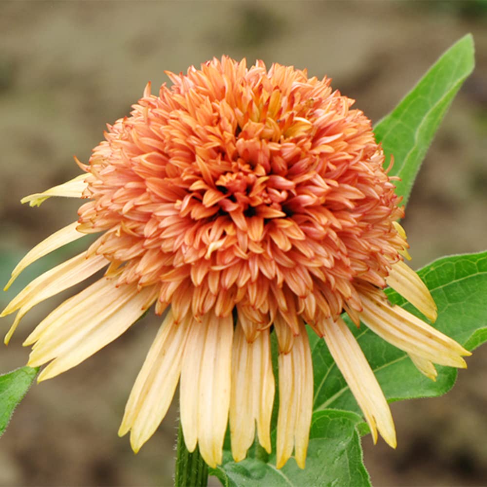 Echinacea Supreme Cantaloupe Flower Seeds