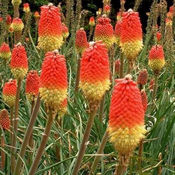 Poker Flower seeds for Planting - Low Maintenance, Heirloom & GMO Free Seeds for Home Garden
 
 Sale for planting in home garden