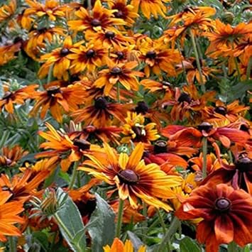 Orange Cappuccino Rudbeckia Flower seeds for Planting - Seasonal Bloomer, Heirloom & GMO Free Seeds for Home Garden
 
 Sale for planting in home garden.