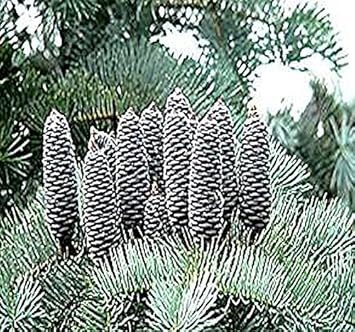 Abies Concolor Flower seeds for Planting - Cottage Garden Essential, Heirloom & GMO Free Seeds for Home Garden
 
 Sale for planting in home garden