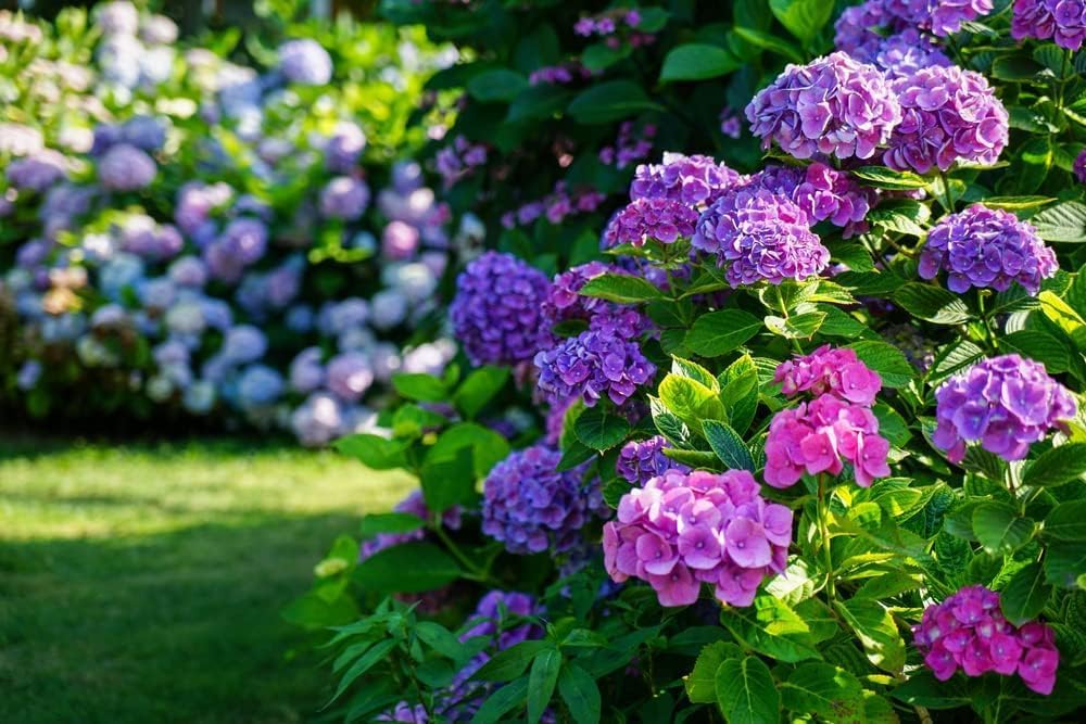 Hydrangea Flower seeds for Planting - Low Maintenance, Heirloom & GMO Free Seeds for Home Garden
 
 Sale for planting in home garden.