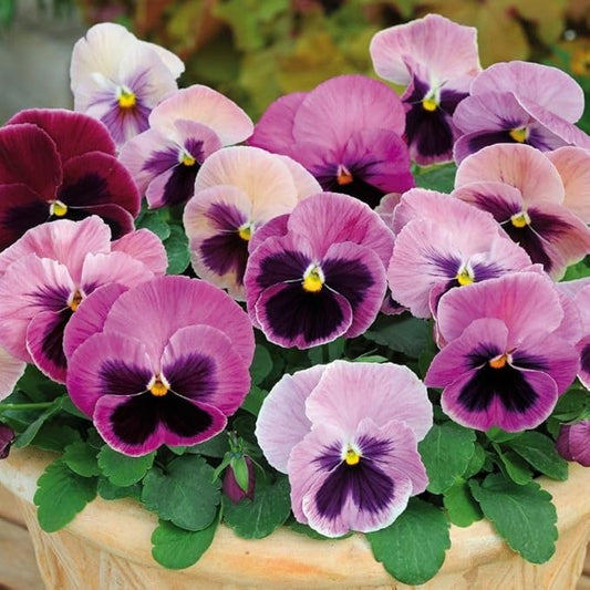 Pansy (Pansy Flower) seeds for planting in home garden