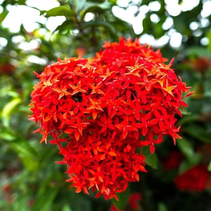 Red Ixora Flower seeds for Planting - Hardy Variety, Heirloom & GMO Free Seeds for Home Garden
 
 Sale
