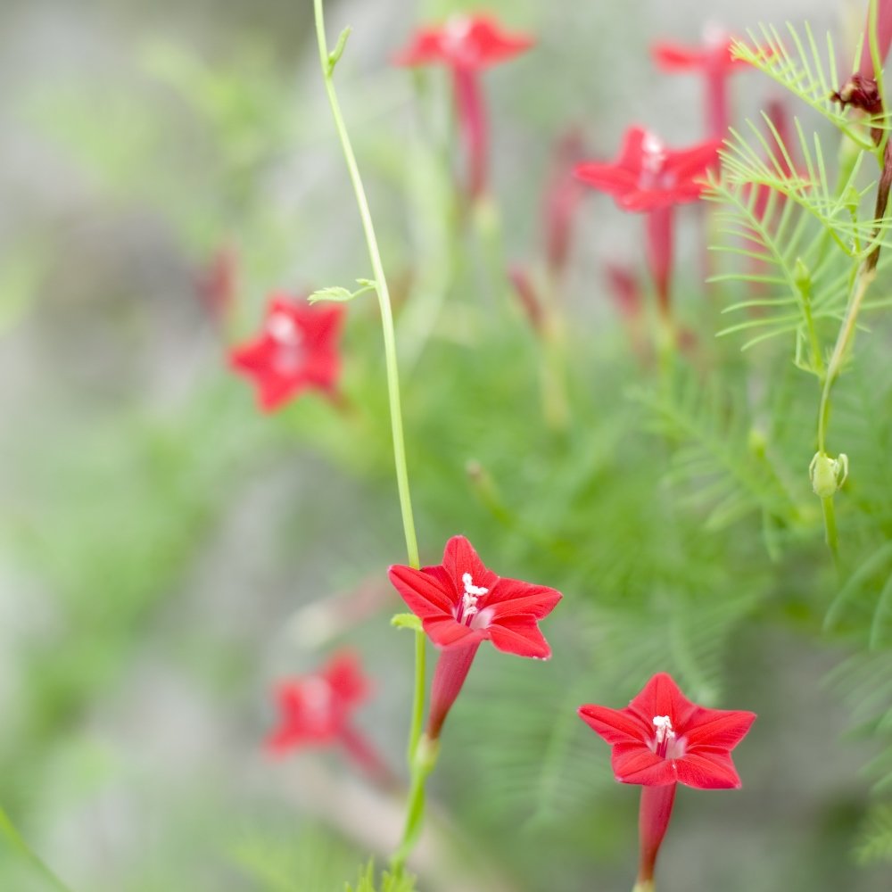 Ipomoea Quamoclit Cypress Vine Flower Seeds