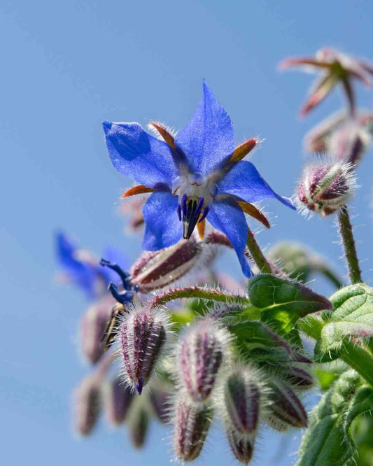 Dark Blue Borago Flower seeds for Planting - Compact Growth, Heirloom & GMO Free Seeds for Home Garden
 
 Sale seeds for planting in home garden