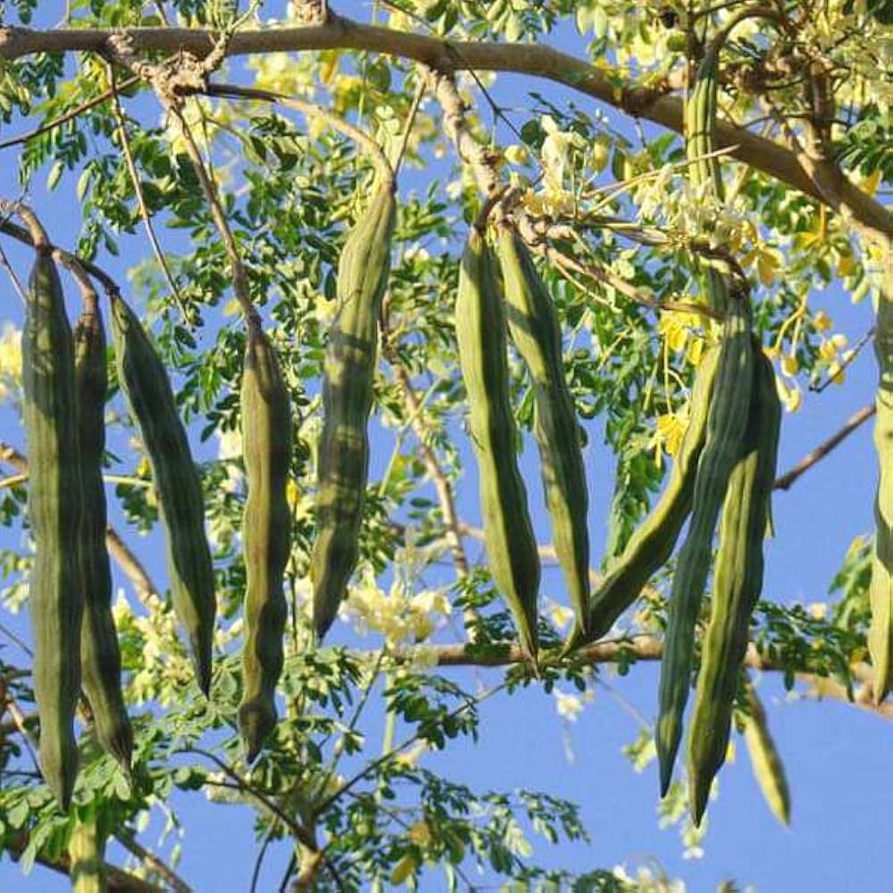 Moringa Oleifera Drumstick Vegetable Seeds