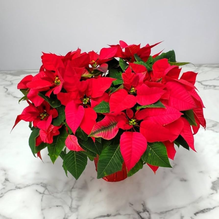 Poinsettia Flower Seeds