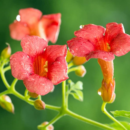 Rare Dark Red Hummingbird Trumpet Vine Flower Seeds