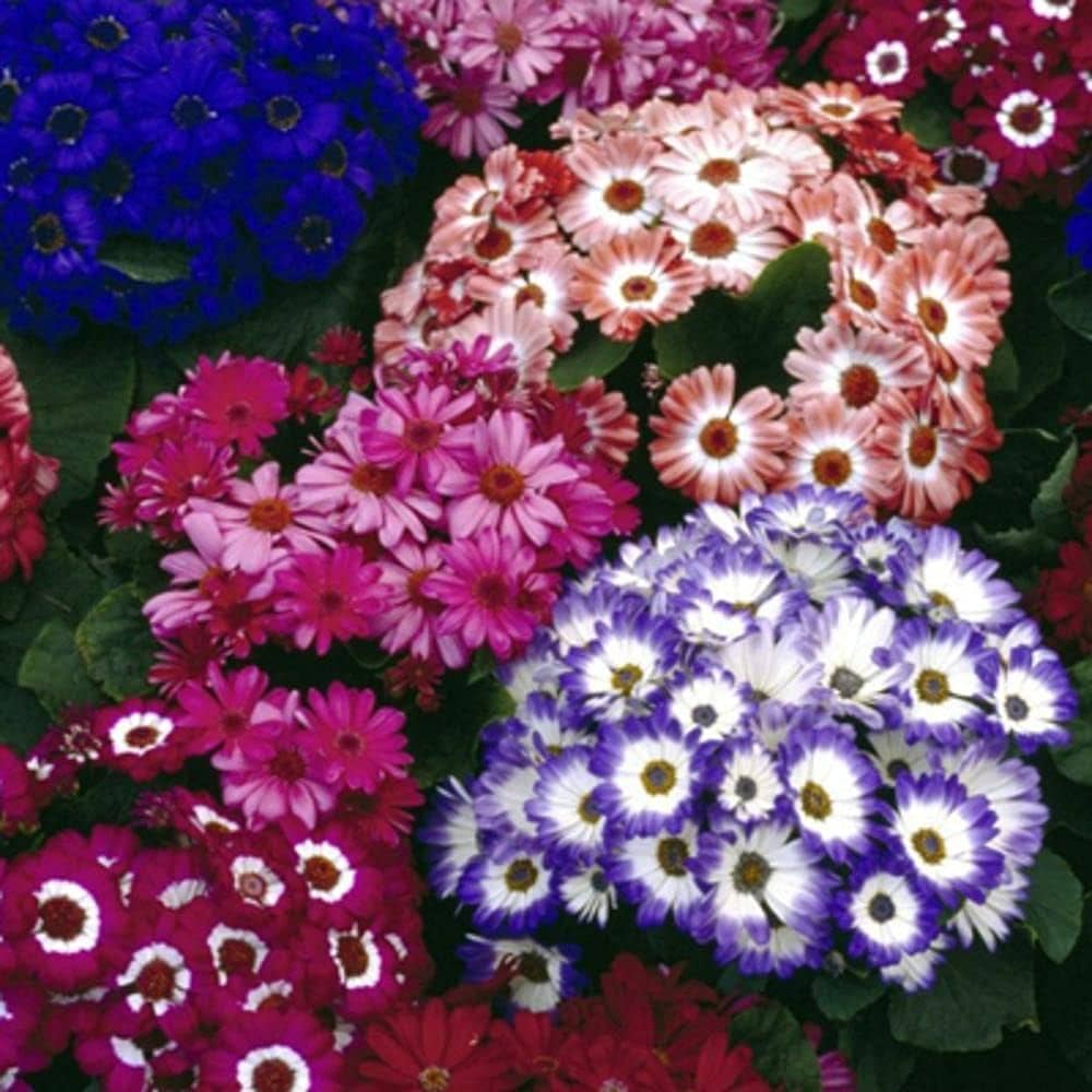 Mix Cineraria Flower seeds for Planting - Drought Tolerant, Heirloom & GMO Free Seeds for Home Garden