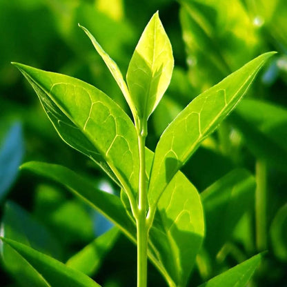 Green Tea (Camellia Sinensis) Plant Seeds – Heirloom, Non-GMO, Perennial, Easy to Grow