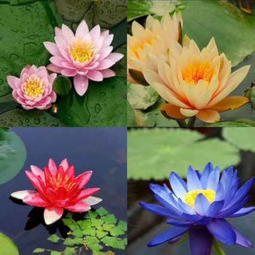 Mixed Color Lotus Seeds – Pink, White & Red Aquatic Flower Blend for Garden Ponds
