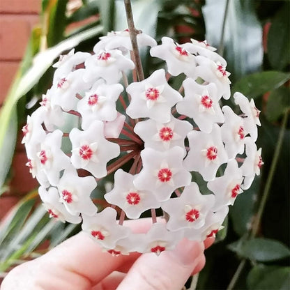 Hoya Carnosa Flower Seeds
