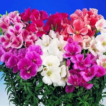 Godetia Flower seeds for Planting Hardy Variety Heirloom & GMO Free Seeds for Home Garden 
 
 Sale for planting in home garden