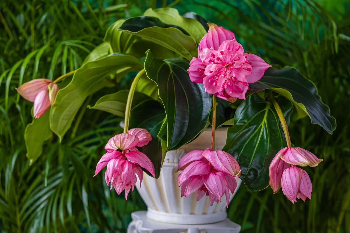 Pink Myriantha Flower seeds for Planting - Shade Tolerant, Heirloom & GMO Free Seeds for Home Garden
 
 Sale for planting in home garden.