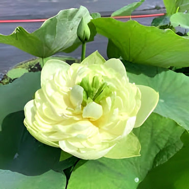 Green Lotus Seeds – Unique Leafy Aquatic Plant for Garden Ponds