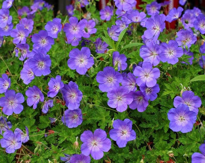 Geranium 'Rozanne' Flower Seeds