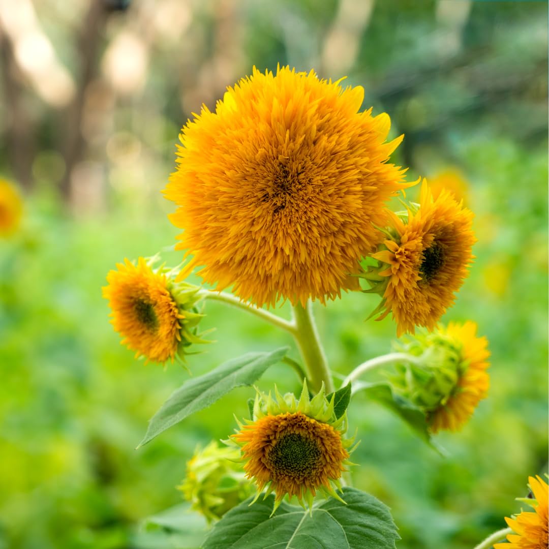 Yellow Teddy Sunflower Flower seeds for Planting - Bright Blooms, Heirloom & GMO Free Seeds for Home Garden
 
 Sale seeds for planting in home garden