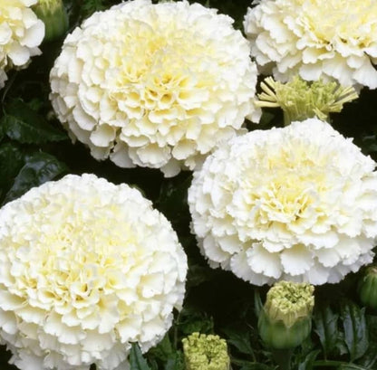 Marigold Vanilla Cream Flower Seeds