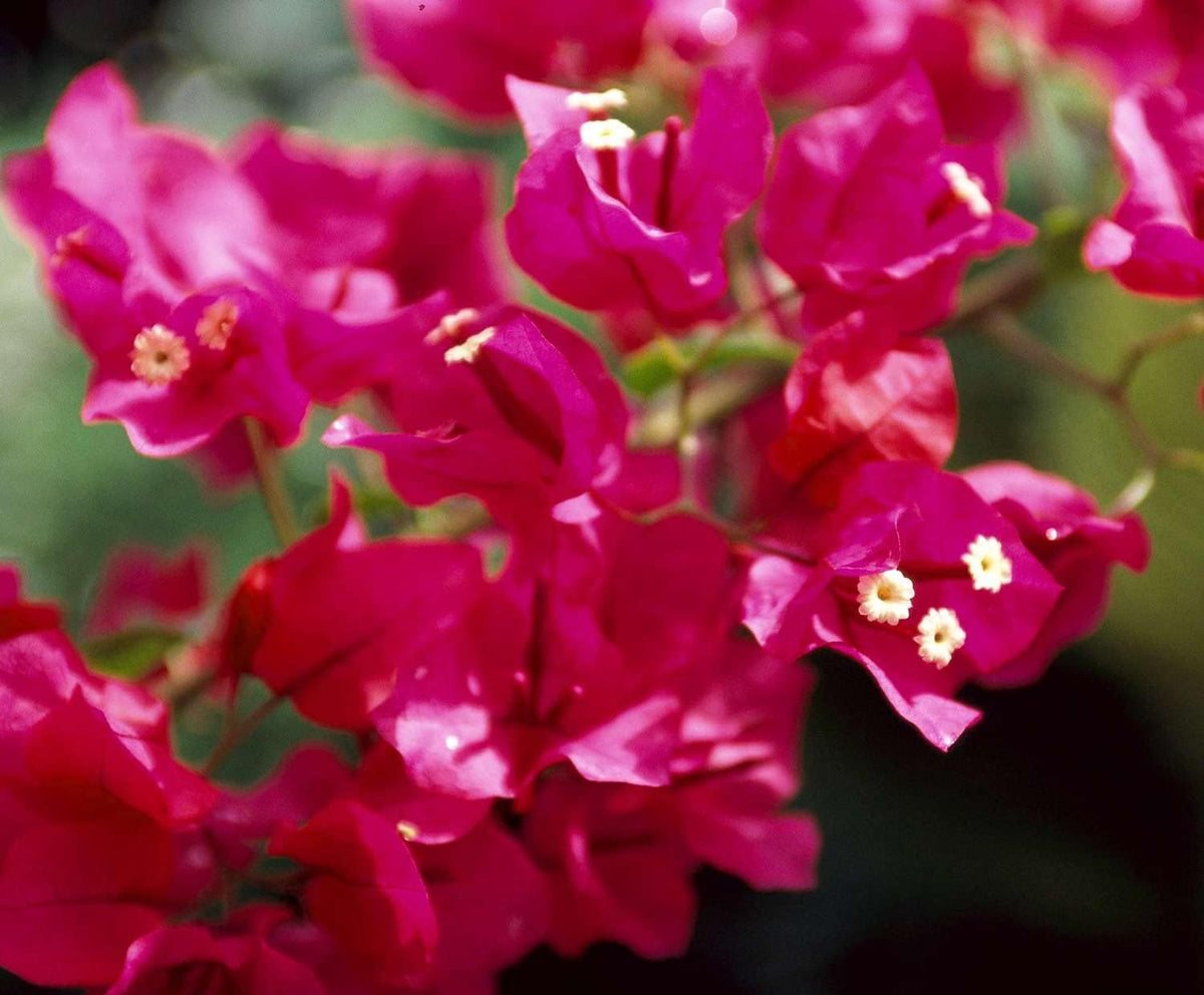 Pink Bougainvillea Flower seeds for Planting - Seasonal Bloomer, Heirloom & GMO Free Seeds for Home Garden
 
 Sale for planting in home garden