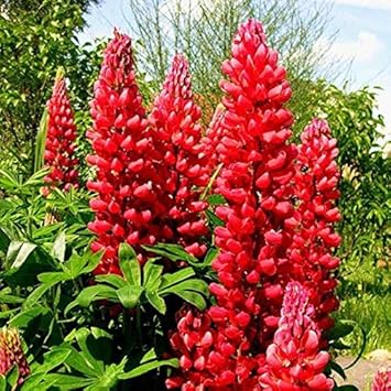 Lupine Red Flower seeds for Planting - Easy to Grow, Heirloom & GMO Free Seeds for Home Garden
 
 Sale for planting in home garden.