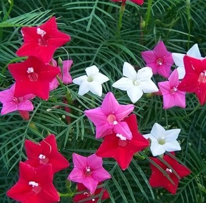 Cypress Vine Seeds Red & Pink Mix