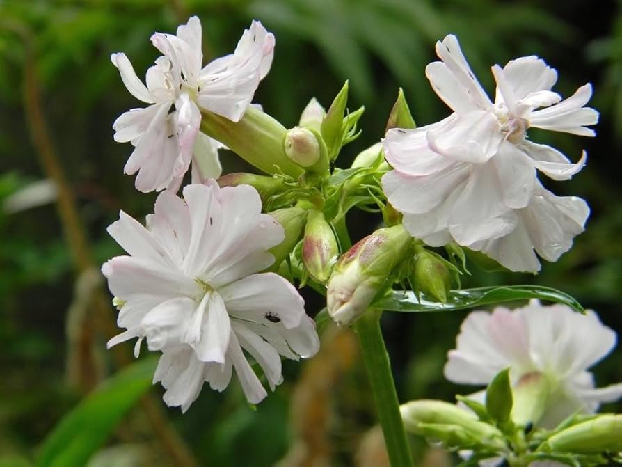 サポナリアの花の種まき用 - 鮮やかな花、伝統種で遺伝子組み換えなしの家庭菜園用種子