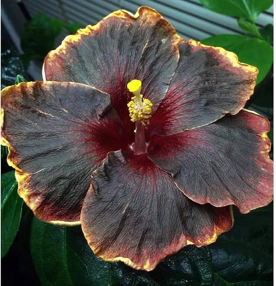 Yellow & Black Hibiscus Flower Seeds