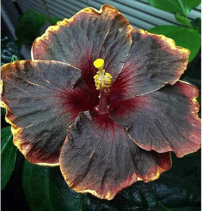 Yellow & Black Hibiscus Flower Seeds