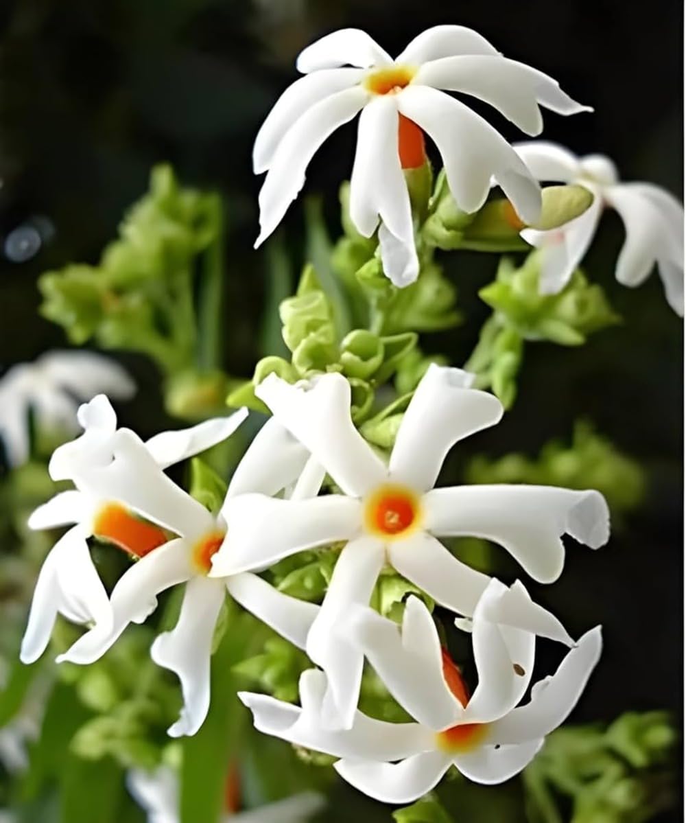 Night Blooming Jasmine Flower Seeds