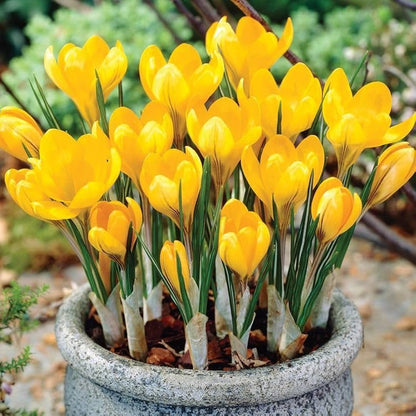 Yellow Crocus Flower seeds for Planting - Wildflower Mix, Heirloom & GMO Free Seeds for Home Garden