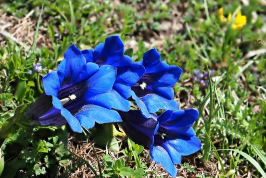 Enzian Gemischt Flower seeds for Planting - Seasonal Bloomer, Heirloom & GMO Free Seeds for Home Garden
 
 Sale for planting in home garden