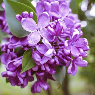 Japanese Tree Purple Lilac Flower Seeds