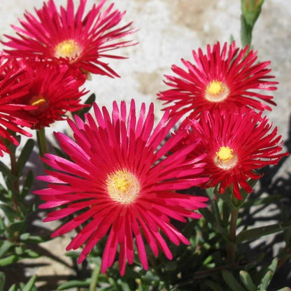 Gelato Bright Red Ice Plant (Delosperma) Seeds – Heirloom, Non-GMO, Drought-Tolerant, Perennial