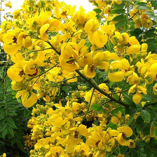 Semi di arbusto Senna Spectabilis