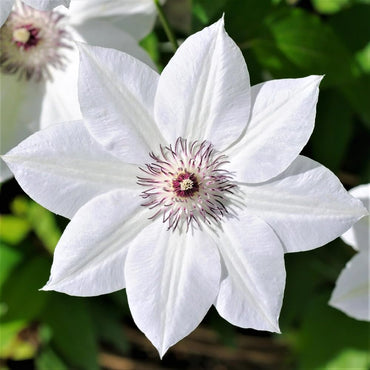 White Clematis Flower Seeds