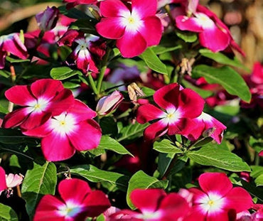 Periwinkle Flower Seeds