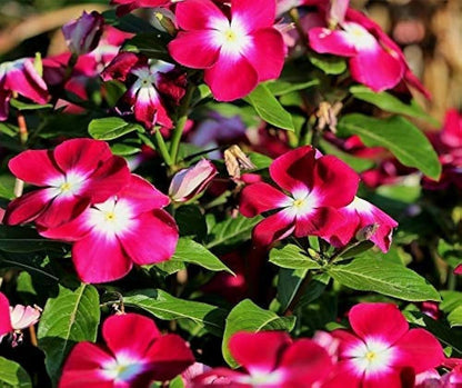 Periwinkle Flower Seeds