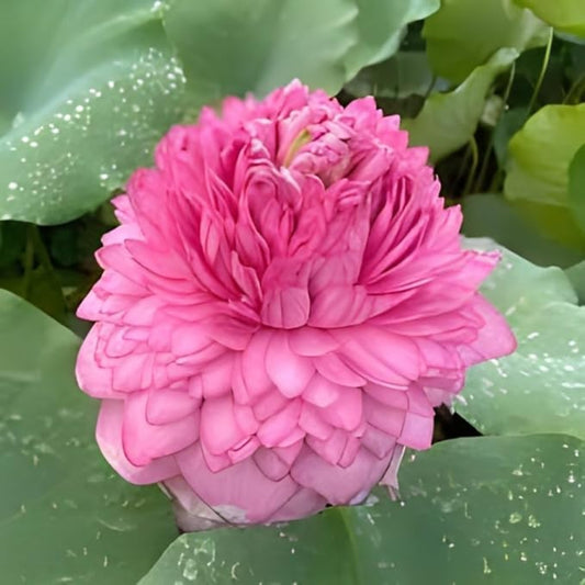Thousand Petal Lotus Seeds – Sacred Multi-Petal Aquatic Flower for Majestic Ponds