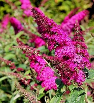 Pink Butterfly Bush Flower seeds for Planting - Low Maintenance, Heirloom & GMO Free Seeds for Home Garden
 
 Sale for planting in home garden