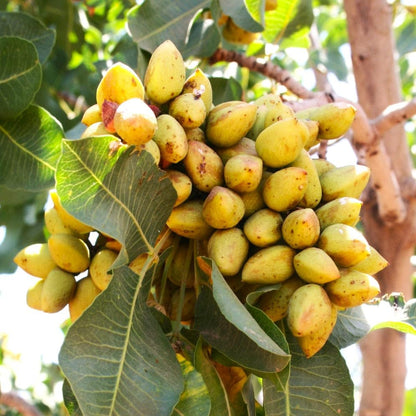 Pistachio Tree Seeds