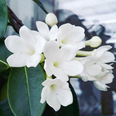 Stephanotis Floribunda Flower Seeds